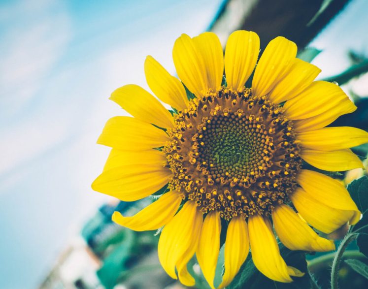 This image shows a sunflower representing our charity fundraising efforts!